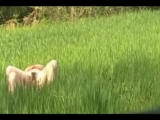 vive la nature - Amatrys -