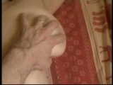 gros seins - Amatrys -